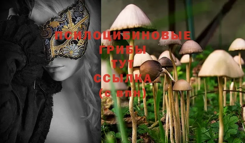 Псилоцибиновые грибы Magic Shrooms  купить  цена  Геленджик 